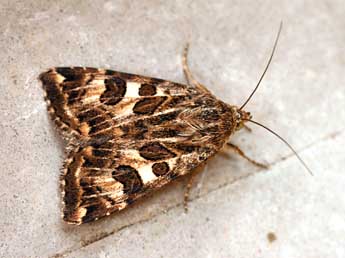 Protoschinia scutosa D. & S. adulte - �Daniel Morel