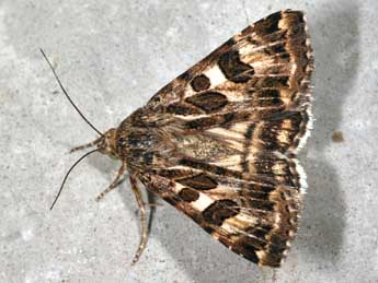 Protoschinia scutosa D. & S. adulte - �Daniel Morel