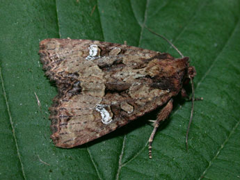 Mesapamea secalis L. adulte - �Philippe Mothiron