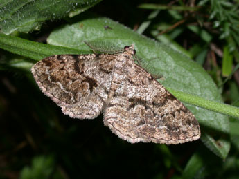 Peribatodes secundaria D. & S. adulte - �Philippe Mothiron