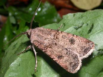 Agrotis segetum D. & S. adulte - �Philippe Mothiron
