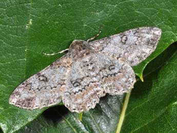 Ascotis selenaria D. & S. adulte - �Philippe Mothiron