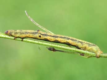  Chenille de Ascotis selenaria D. & S. - �Lionel Taurand