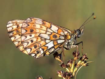 Boloria selene D. & S. adulte - �Tristan Lafranchis