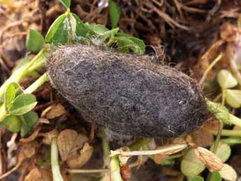  Chrysalide de Gynaephora selenitica Esp. - �Daniel Morel