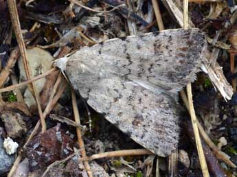 Caradrina selini Bsdv. adulte - �Daniel Morel