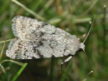 Caradrina selini Bsdv. adulte - �Herv� Guyot