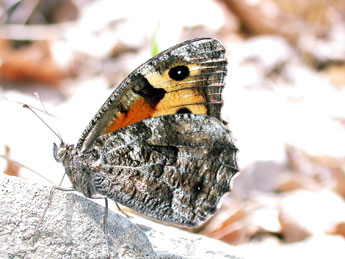 Hipparchia semele L. adulte - �Philippe Mothiron