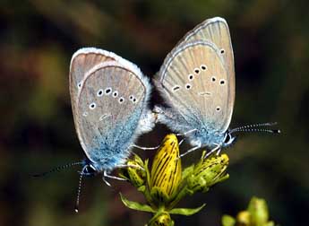 Cyaniris semiargus Rott. adulte - �Fran�ois Spill