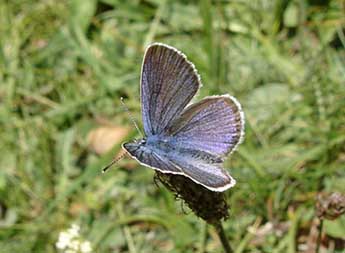 Cyaniris semiargus Rott. adulte - �Jean-Pierre Arnaud