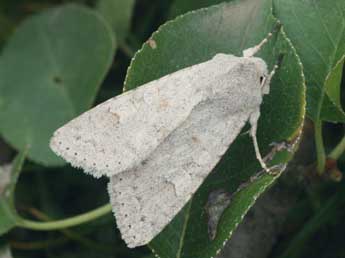 Ammoconia senex Gey. adulte - �Daniel Morel