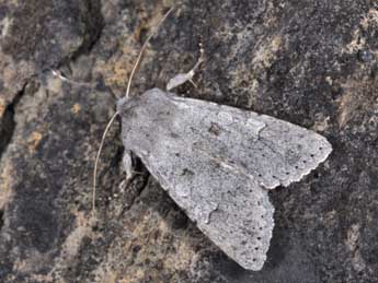 Ammoconia senex Gey. adulte - �Philippe Mothiron