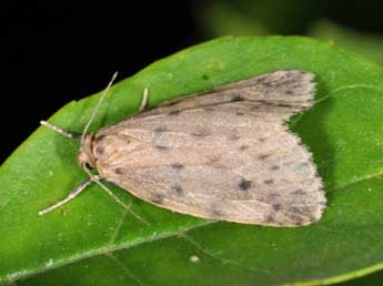 Thumatha senex Hb. adulte - �Philippe Mothiron