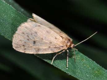 Thumatha senex Hb. adulte - �Philippe Mothiron