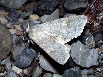 Ammoconia senex Gey. adulte - �Philippe Mothiron