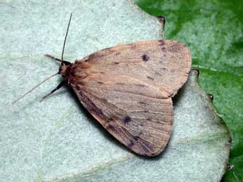 Thumatha senex Hb. adulte - �Philippe Mothiron