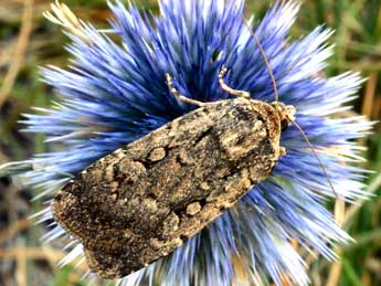 Spaelotis senna Frr adulte - �Daniel Morel