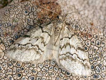 Tephronia lhommaria Cleu adulte - �Daniel Morel