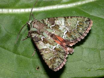 Polyphaenis sericata Esp. adulte - �Philippe Mothiron