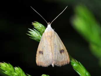 Rivula sericealis Scop. adulte - �Philippe Mothiron