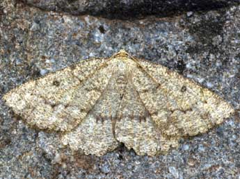 Yezognophos serotinaria D. & S. adulte - �Daniel Morel