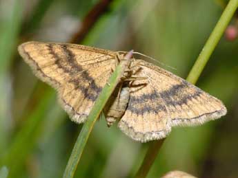 Idaea serpentata Hfn. adulte - �Fran�ois Spill