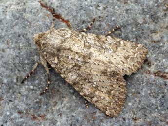 Polia serratilinea Tr. adulte - �Daniel Morel