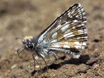 Pyrgus serratulae Rbr adulte - �Tristan Lafranchis