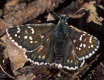 Pyrgus serratulae Rbr adulte - �Tristan Lafranchis