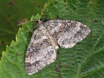 Nothocasis sertata Hb. adulte - �Philippe Mothiron