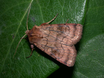 Xestia sexstrigata Hw. adulte - �Philippe Mothiron