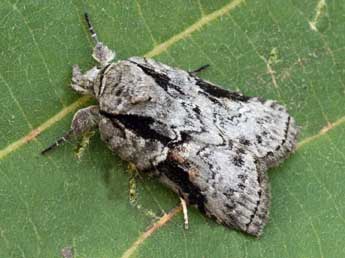 Nycteola columbana Turner adulte - �Daniel Morel