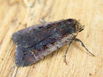 Eugraphe sigma D. & S. adulte - �Jean-Paul Quinette