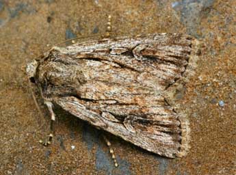 Dichagyris signifera D. & S. adulte - �Daniel Morel