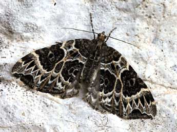 Ecliptopera silaceata D. & S. adulte - �Daniel Morel