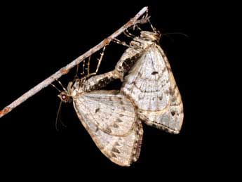 Ecliptopera silaceata D. & S. adulte - �Philippe Mothiron