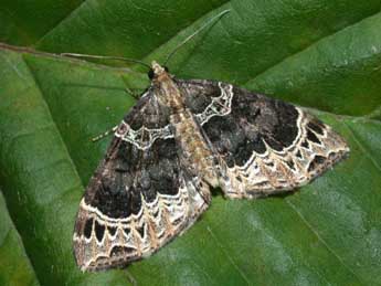 Ecliptopera silaceata D. & S. adulte - �Philippe Mothiron