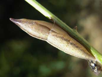  Chrysalide de Euchloe simplonia Frr - �Tristan Lafranchis