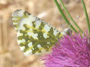 Euchloe simplonia Frr adulte - �Daniel Morel