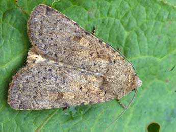 Rhyacia simulans Hfn. adulte - �David Demerges