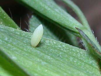  Oeuf de Leptidea sinapis L. - �Philippe Mothiron