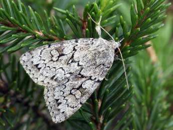 Xestia sincera H.-S. adulte - �Daniel Morel