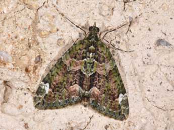 Chloroclysta siterata Hfn. adulte - �Philippe Mothiron