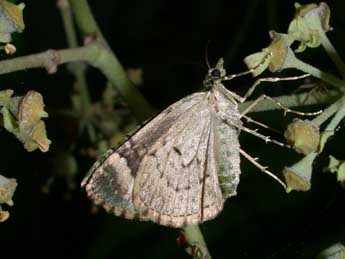 Chloroclysta siterata Hfn. adulte - �Philippe Mothiron