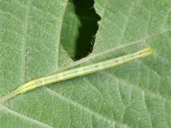  Chenille de Chloroclysta siterata Hfn. - �Philippe Mothiron