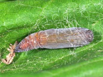  Chrysalide de Chloroclysta siterata Hfn. - �Philippe Mothiron