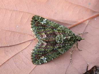 Chloroclysta siterata Hfn. adulte - �Philippe Mothiron