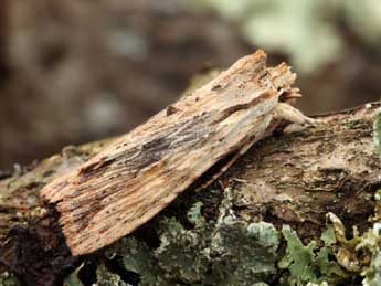 Lithophane socia Hfn. adulte - �Daniel Morel