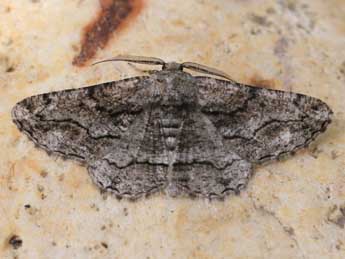 Synopsia sociaria Hb. adulte - �Christophe Germain