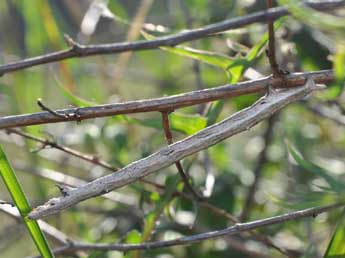 Chenille de Synopsia sociaria Hb. - �Pascal Dubois